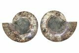 Large, Cut & Polished Ammonite Fossil - Very Large #342139-1